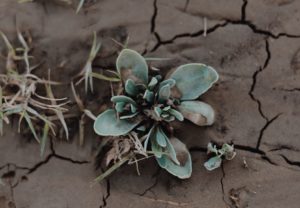 Desert plant in the dirt