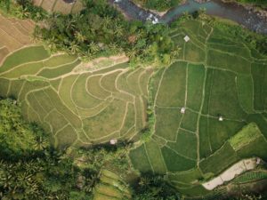 indonesia rice paddy