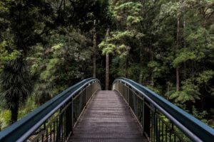 bridge in forest