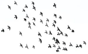 flock of birds flying black and white