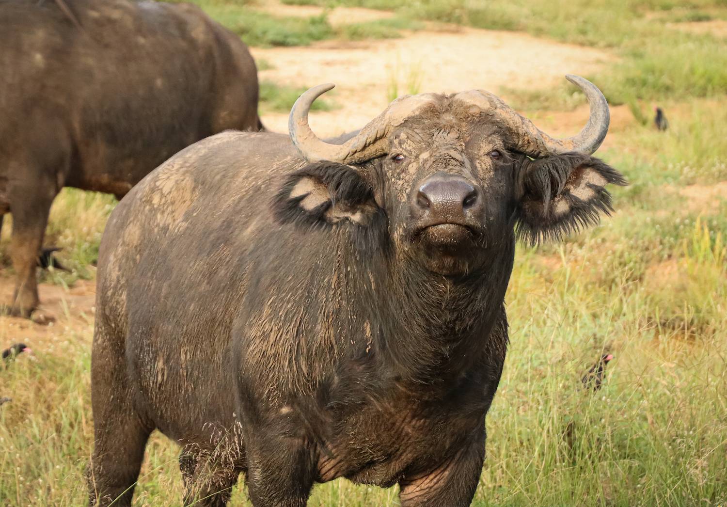 water buffalo