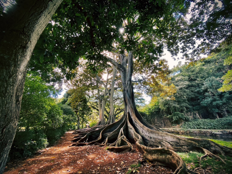 banyan tree india
